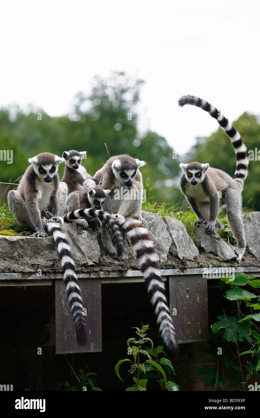 Katta (Lemur Catta). Familie sitzt auf dem Dach des Schuppen beim Betrachten eines Hundes vorbei Stockfoto