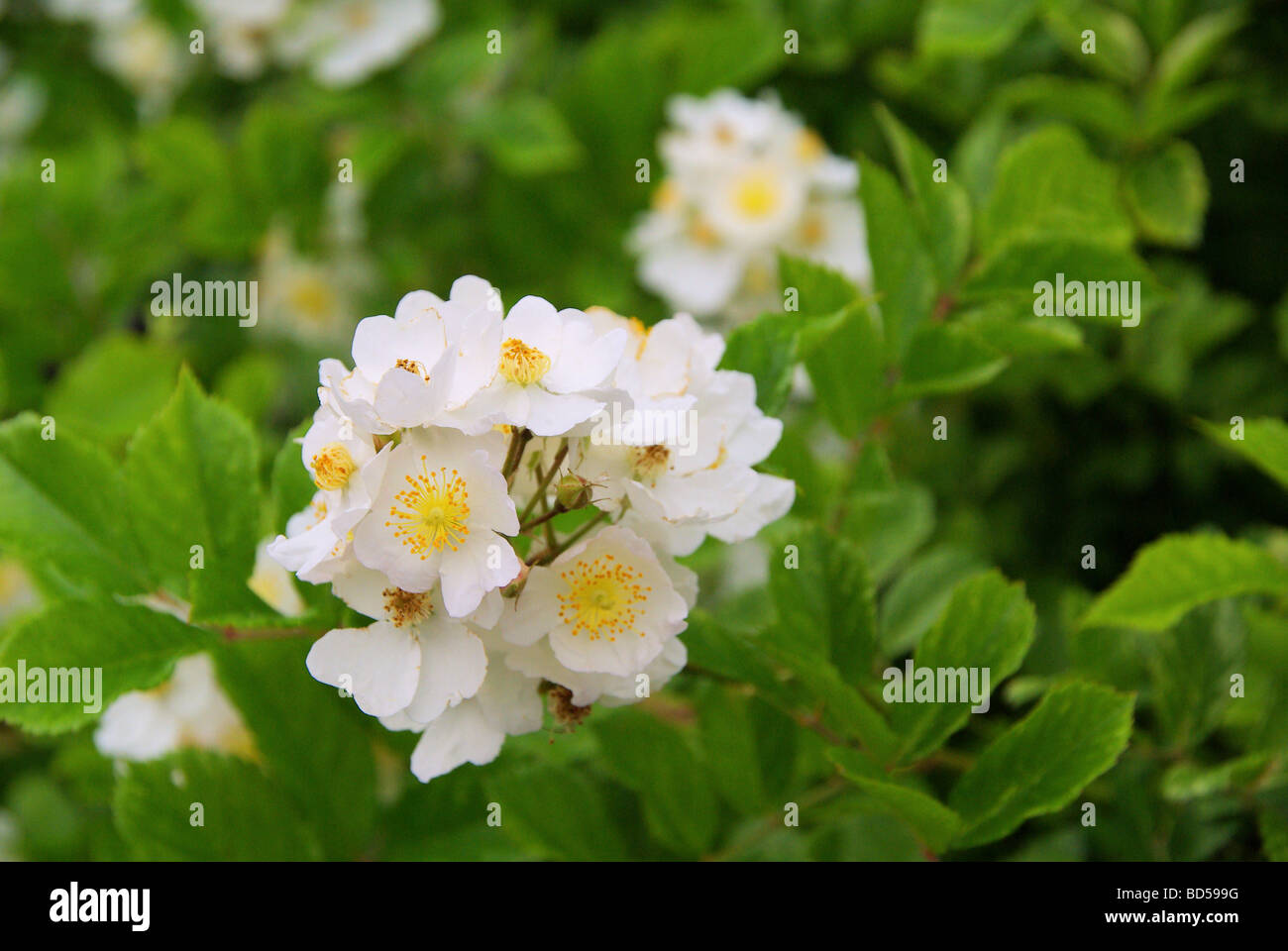 Wildrose wild rose 03 Stockfoto