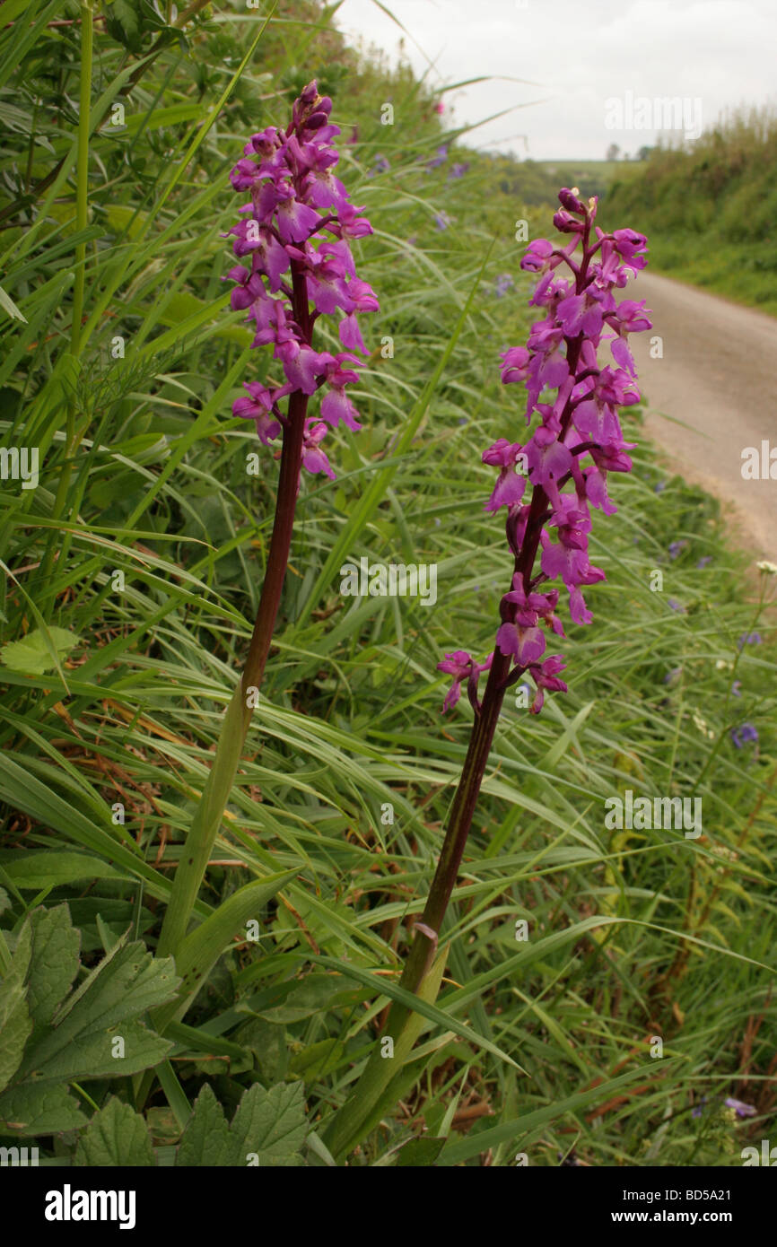 Frühe lila Orchideen Orchis Mascula auf eine Fahrspur Seite Cornwall UK Stockfoto