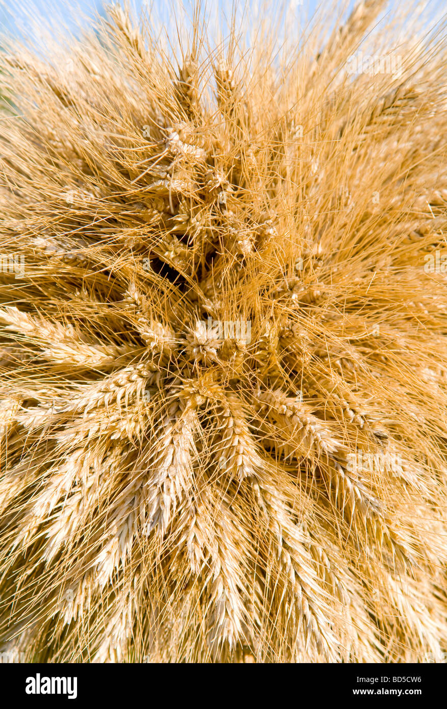 Bündel von Weizen als Hintergrund Stockfoto