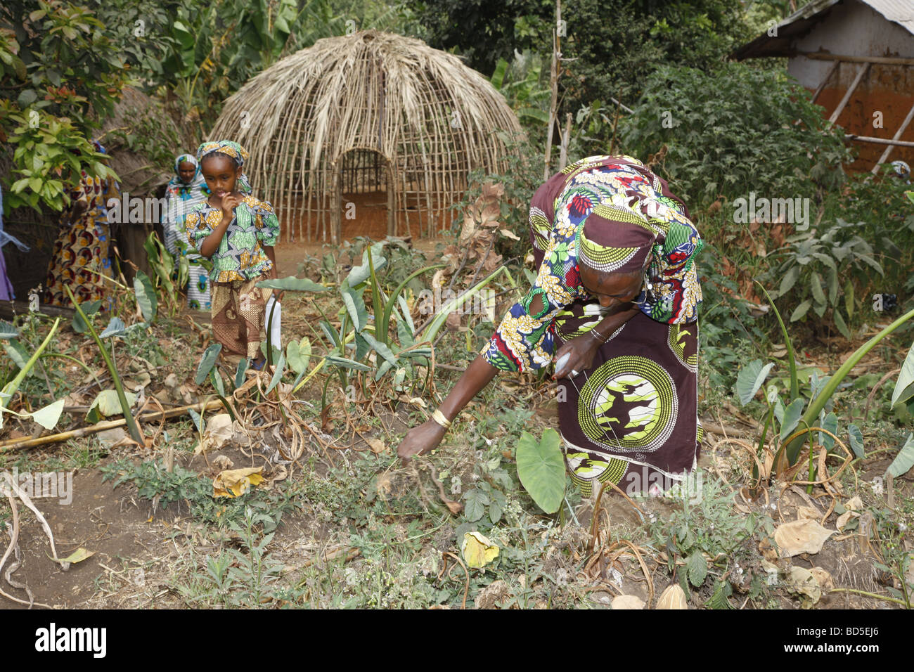 Frau und Kind arbeiten im Garten vor der Rundhütte, Mbororo ethnische Gruppe, Bamenda, Kamerun, Afrika Stockfoto