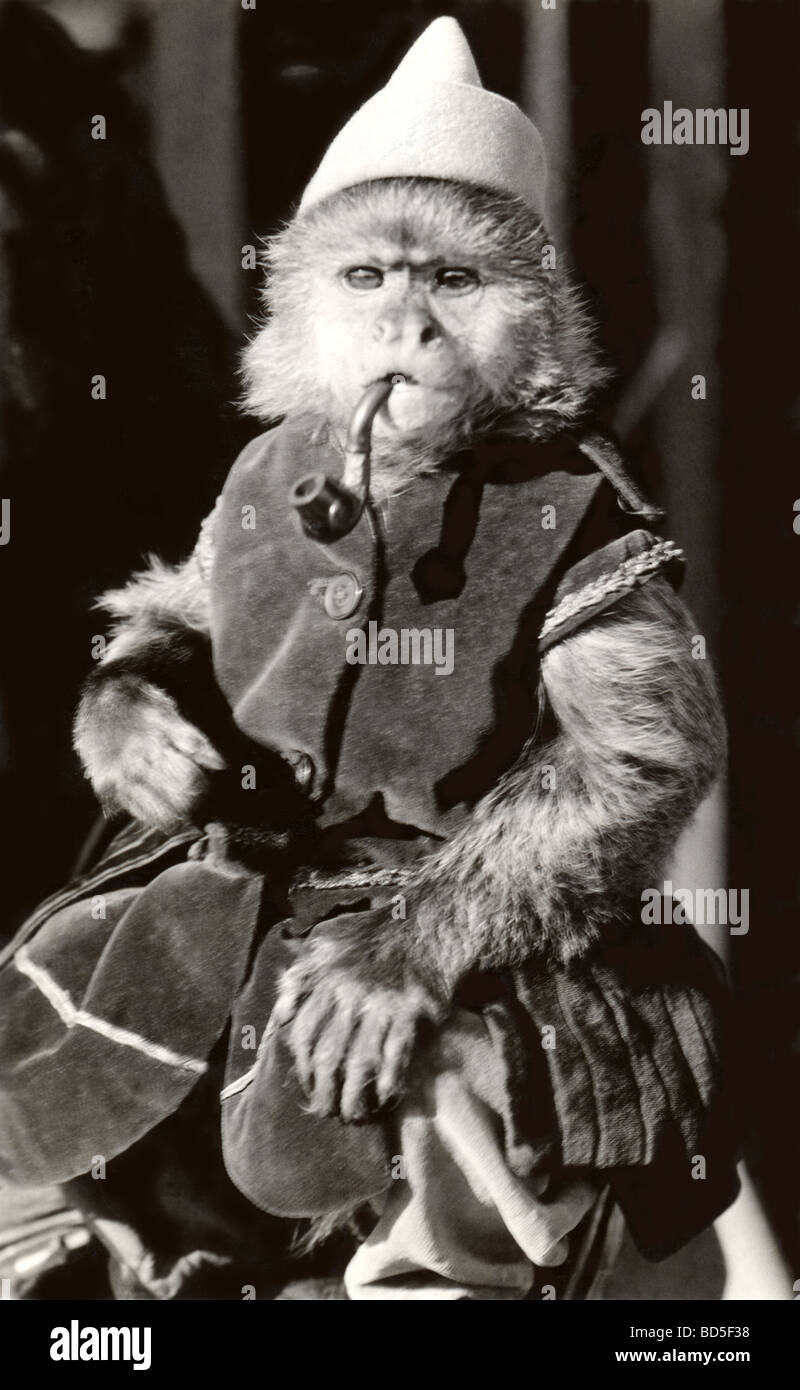 Pfeife rauchen Schimpanse als Bauer verkleidet Stockfoto