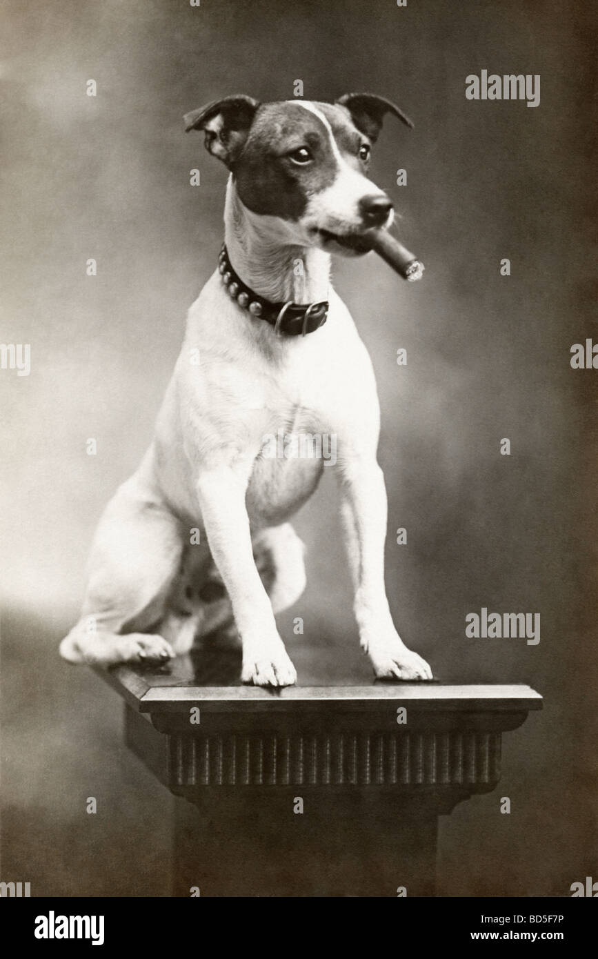 Jack-Russell-Terrier auf Sockel Rauchen Zigarre Stockfoto