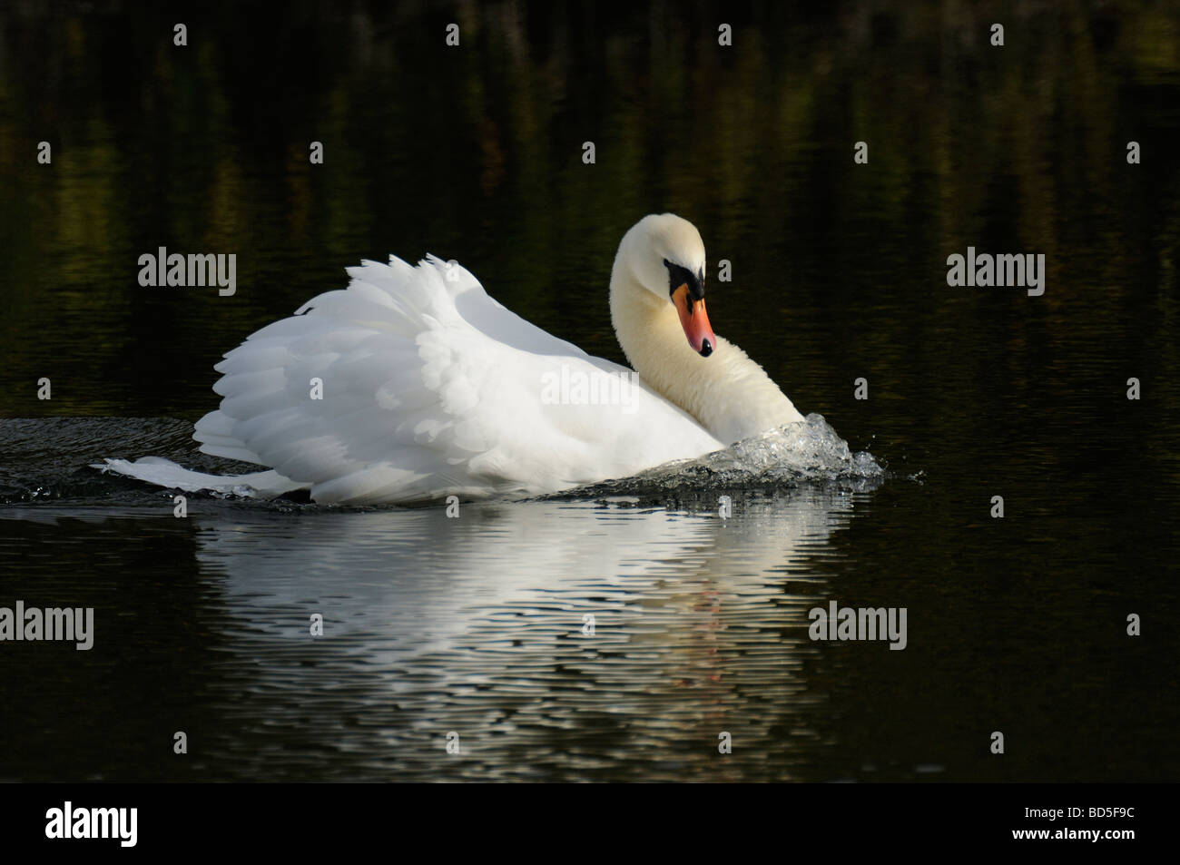 Höckerschwan Stockfoto