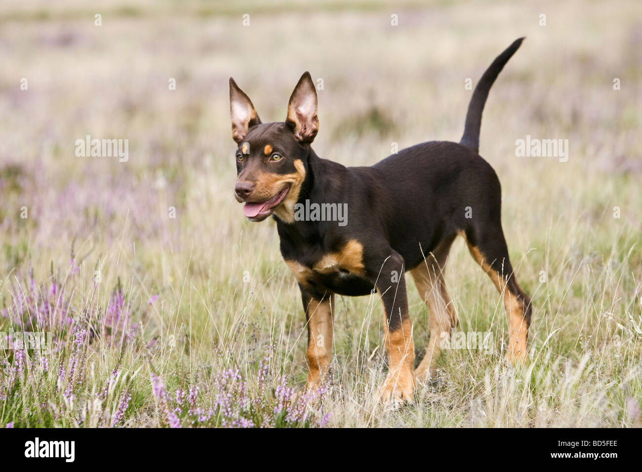 Working Kelpie stehend in einem Feld von Heather Stockfoto