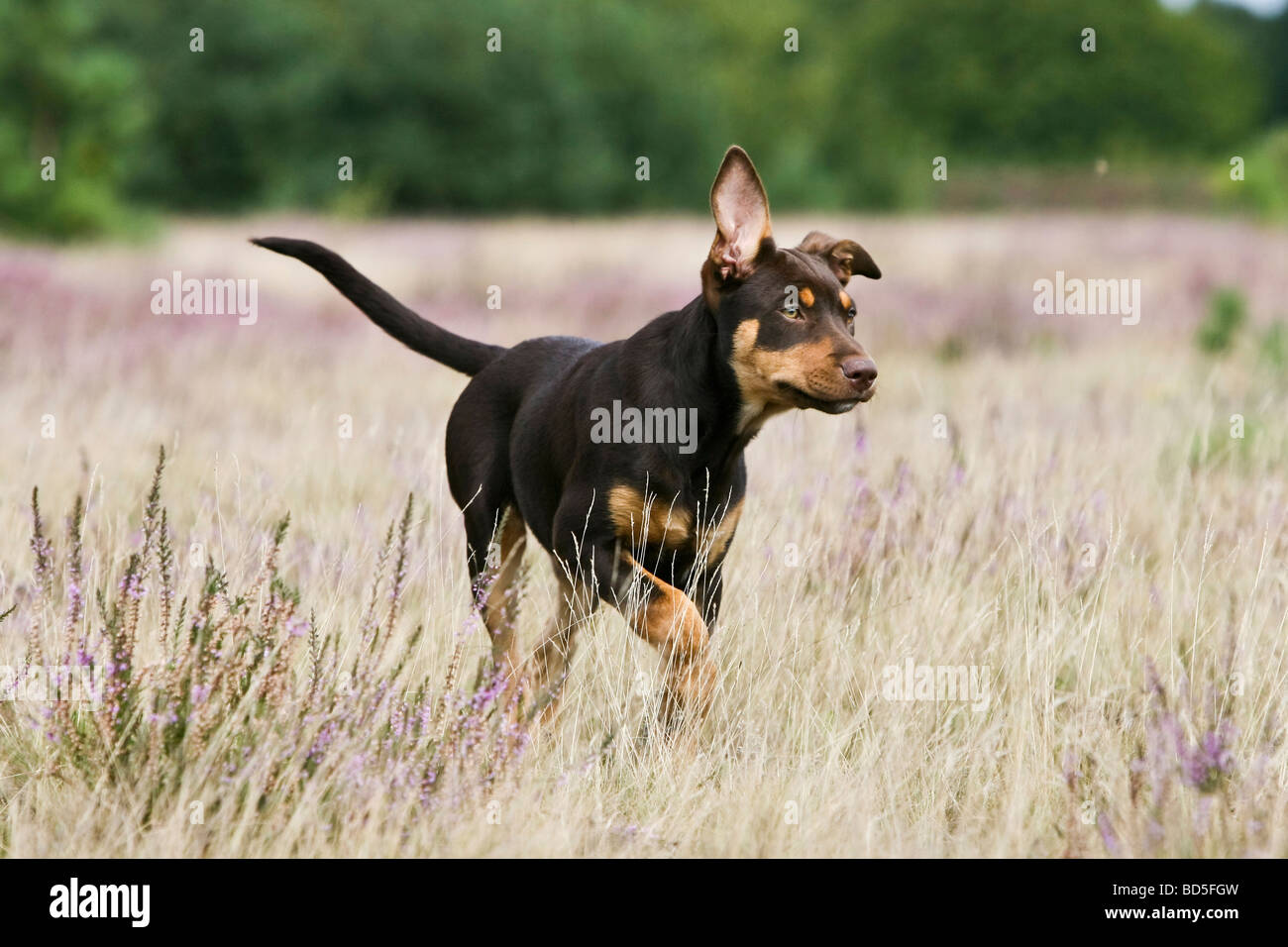 Working Kelpie quer über ein Feld von heather Stockfoto