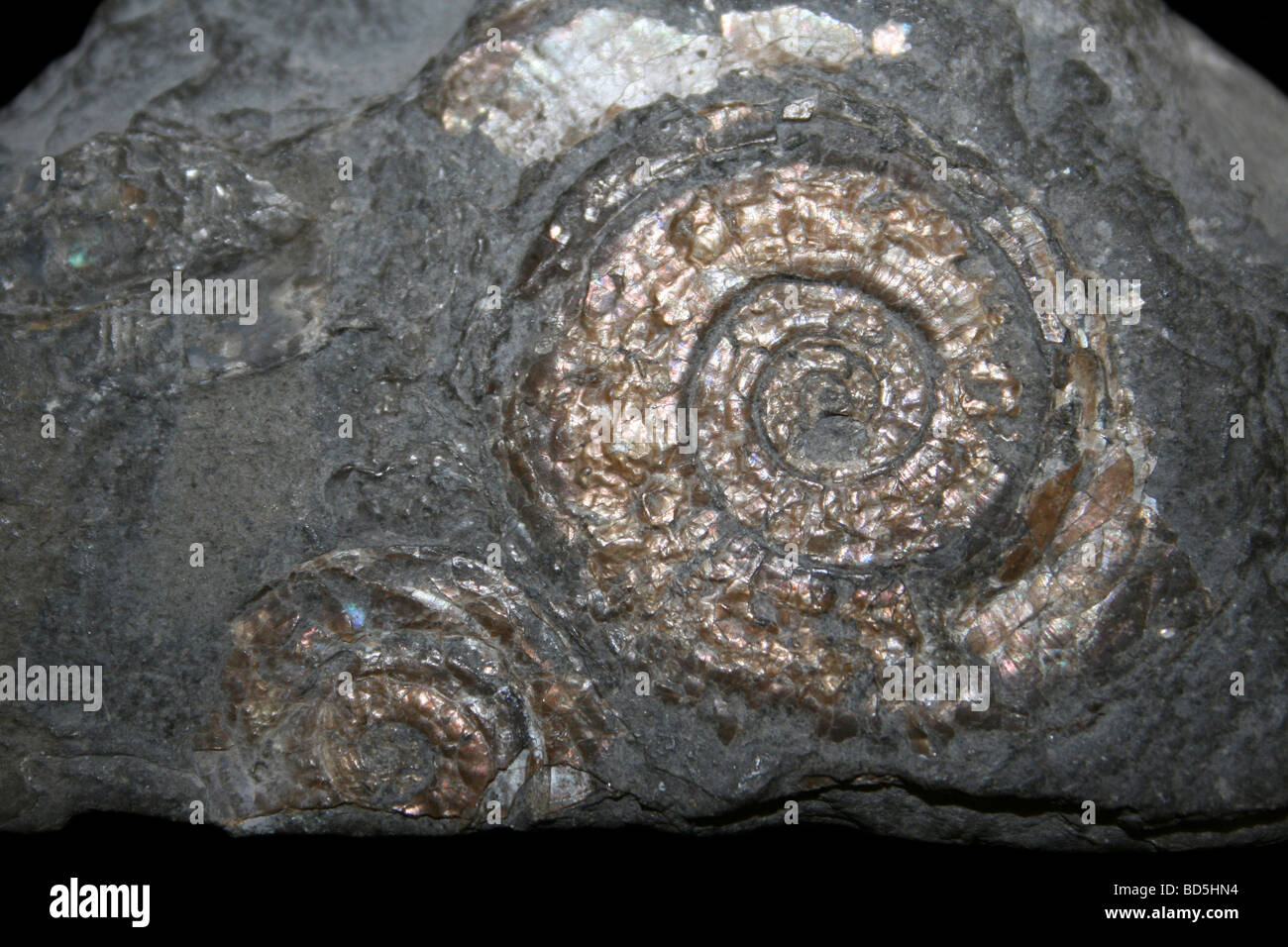 Ammonit Psiloceras Planorbis von Watchet, Somerset, Großbritannien Stockfoto