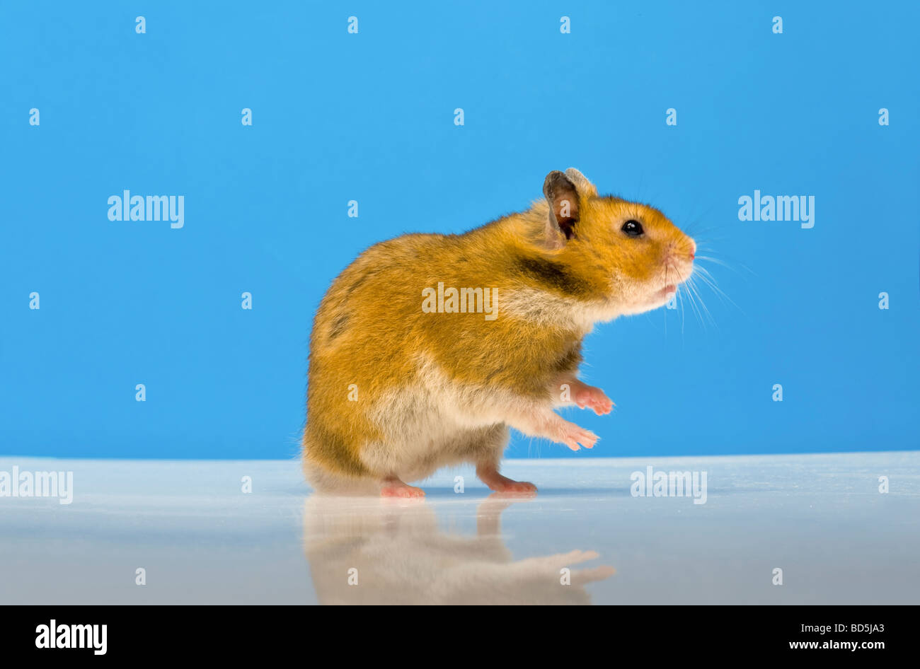 Braun Hamster blauen Hintergrund Goldhamster stehen stehend Blick sucht rose blau einfarbigen Hintergrund Haustier Tier Studio Schuss wach li Stockfoto