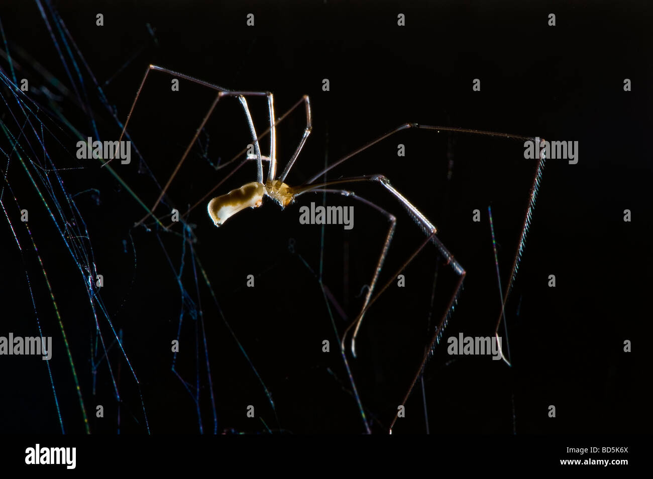 Pholcidae Spinne Stockfotos Pholcidae Spinne Bilder Alamy