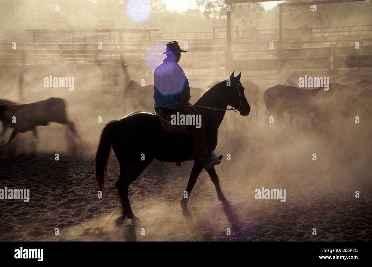 Stockman auf Pferd Ausarbeitung Rinder, zentral-Queensland, Australien Stockfoto