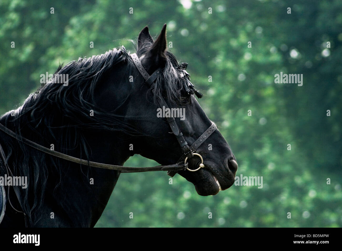 Ein schwarzes Pferd im palio Stockfoto