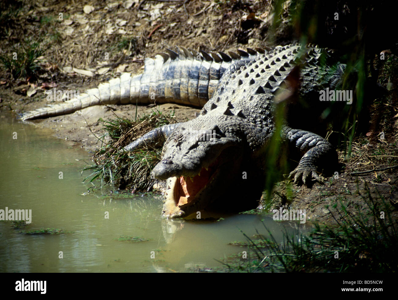 Krokodil mit Kiefer öffnen, indem Wasserloch, Australien Stockfoto