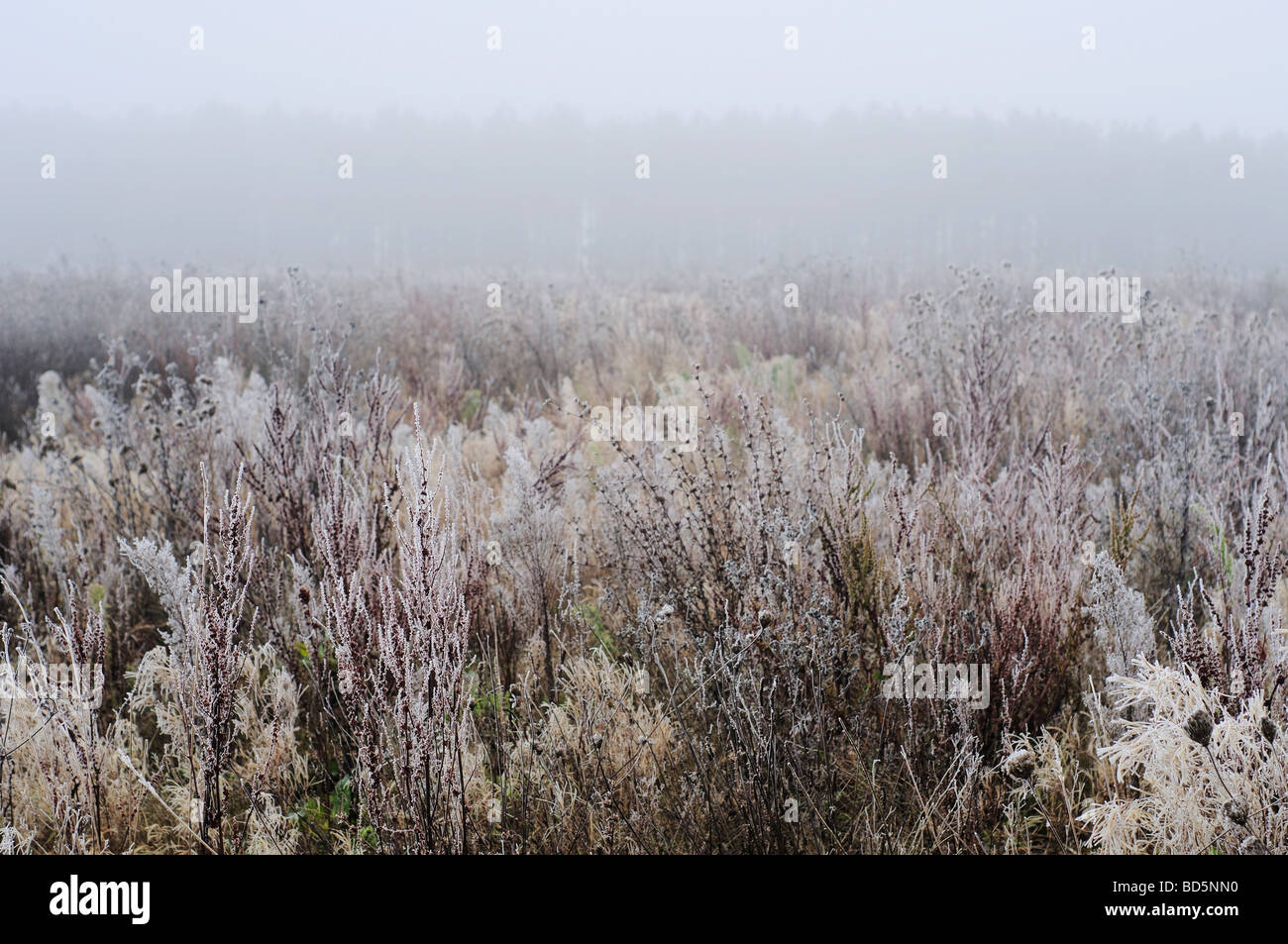 Neblige Landschaft mit Vegetation bedeckt in Frost in Nordfrankreich Stockfoto