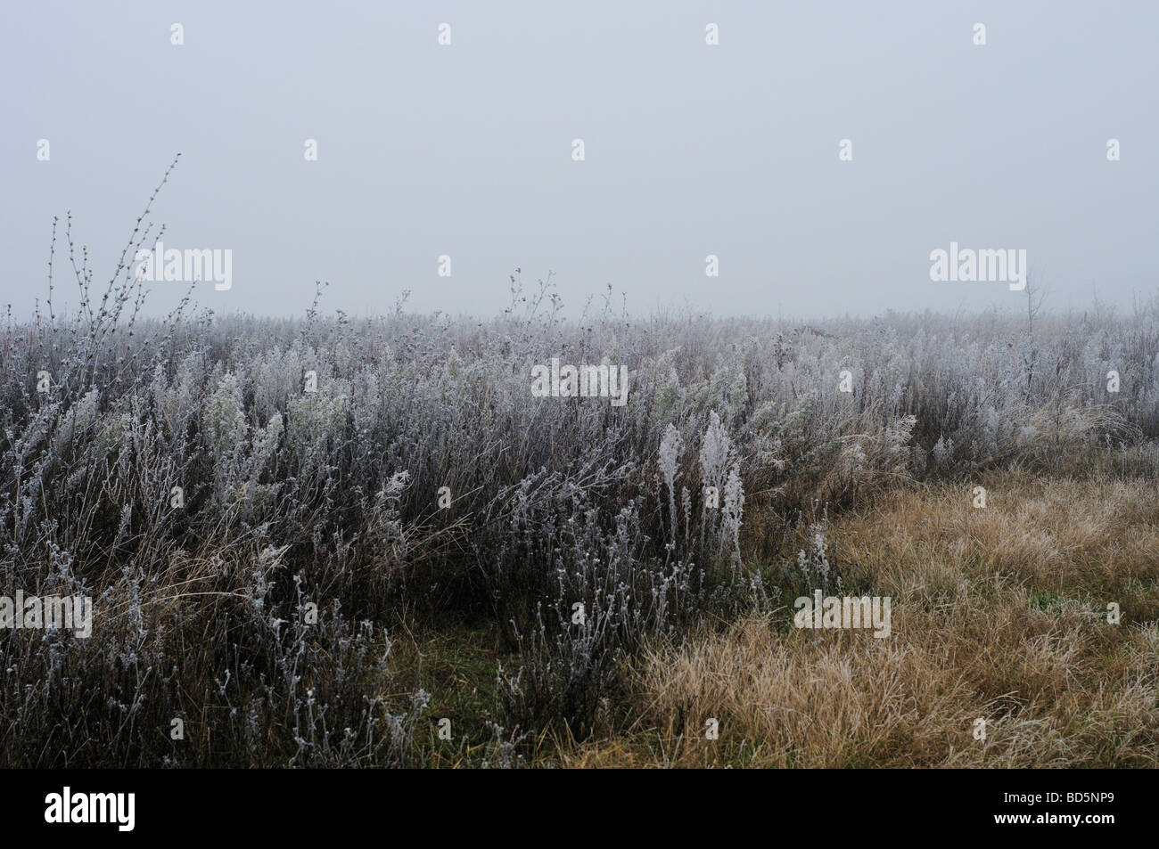 Winterlandschaft mit Vegetation bedeckt in Frost in Nordfrankreich Stockfoto