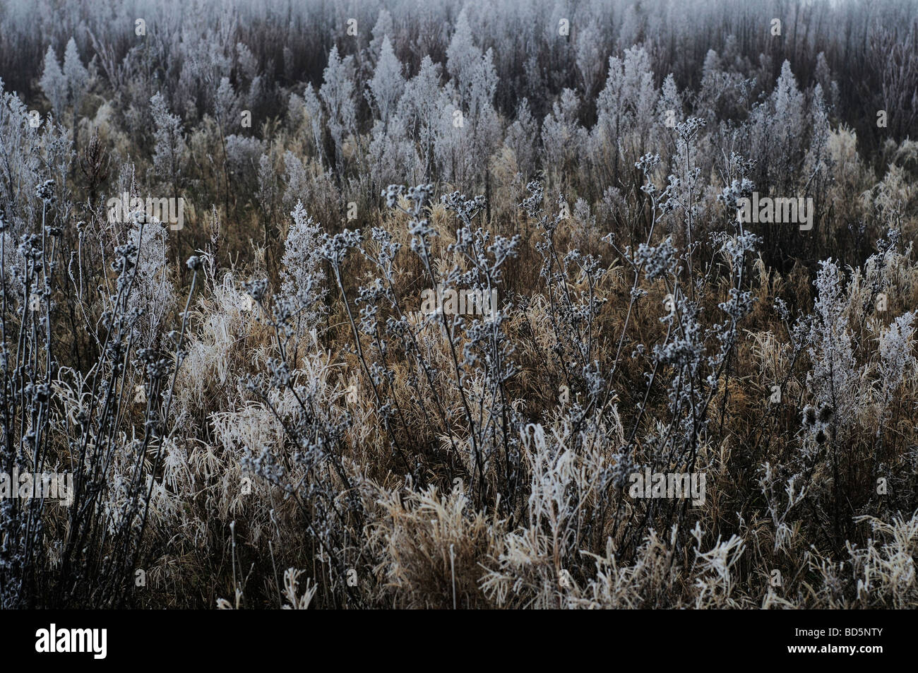 Vegetation bedeckt in Frost in Nordfrankreich Stockfoto
