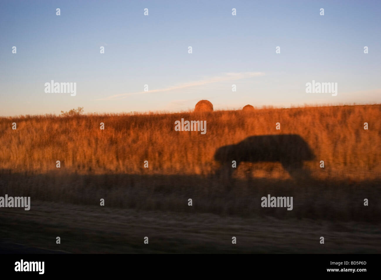SUV-LKW fährt auf einem Prärie Wanderweg südlich von Minot, North Dakota. Diese alten Straßen sind manchmal überwuchert und improvisierte. Stockfoto