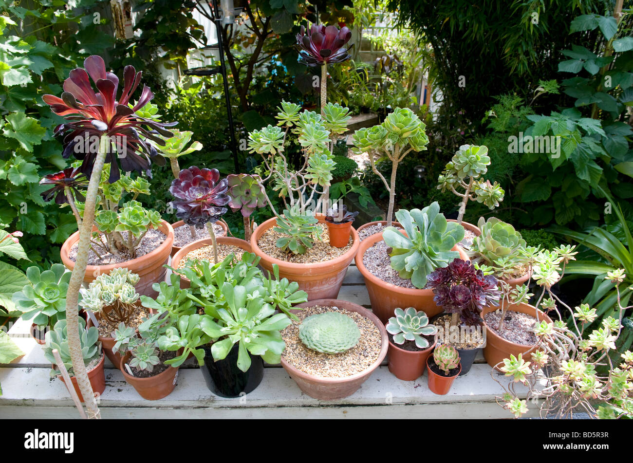 Auswahl der Aeonium Pflanzen in Töpfen Stockfoto