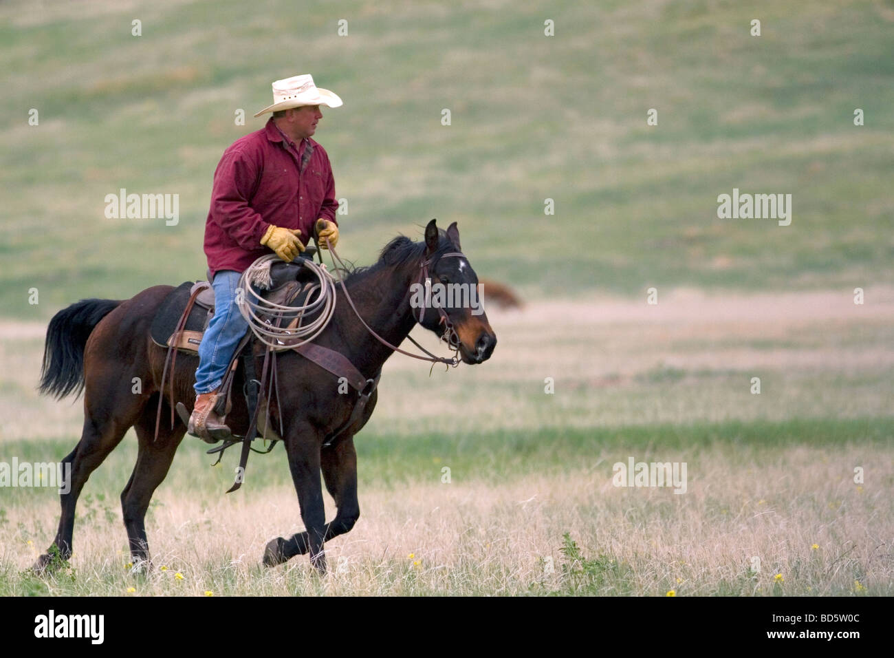 American Cowboy reitet Pferde hüten Vieh nördlich von Hot Springs South Dakota USA Stockfoto