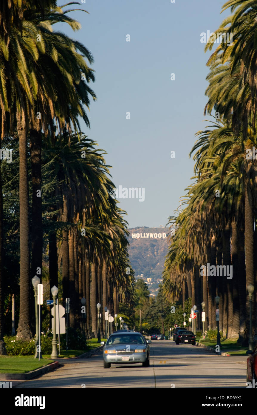Das Hollywood-Schild und Palmen Stockfoto