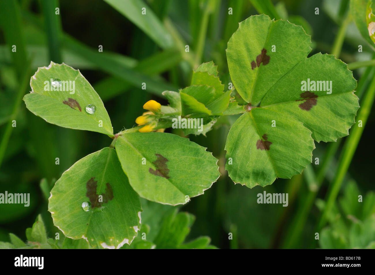 Gefleckte Medick Medicago arabica Stockfoto