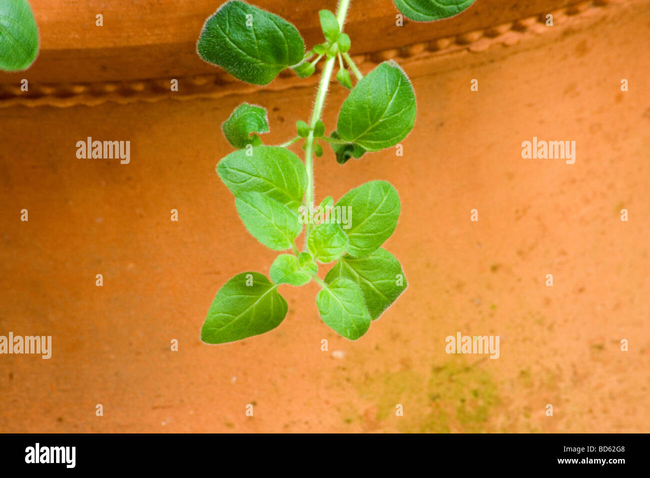 Nahaufnahme der Oregano-Pflanze aus Terrakotta Topf hängen Stockfoto