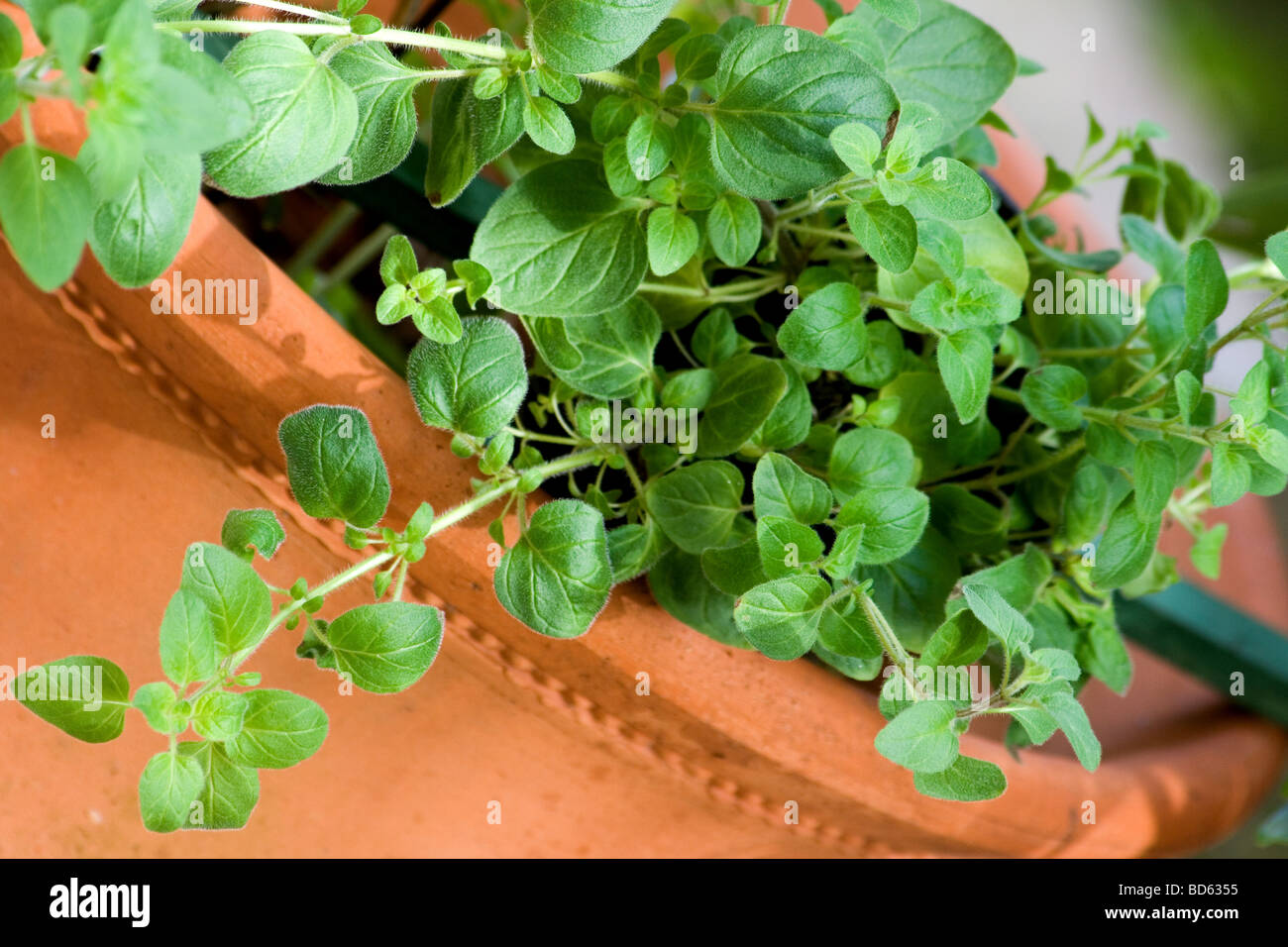 Nahaufnahme der Oregano-Pflanze aus Terrakotta Topf hängen Stockfoto