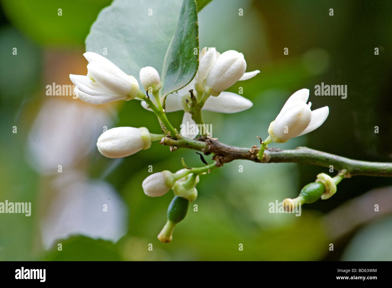 Nahaufnahme der Orangenbaum in Blüte Stockfoto
