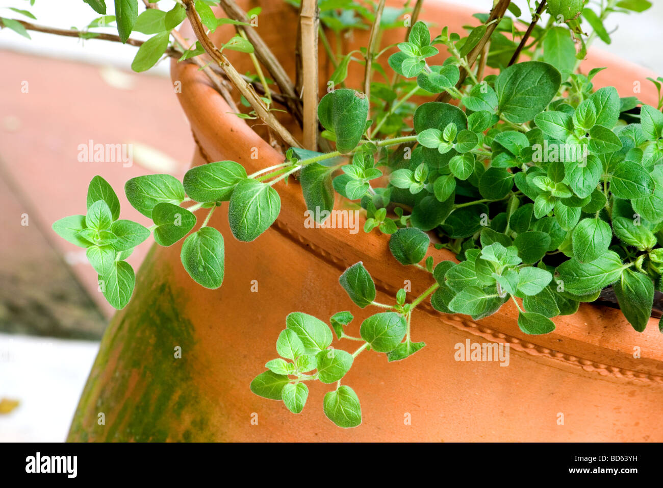 Nahaufnahme der Oregano-Pflanze aus Terrakotta Topf hängen Stockfoto