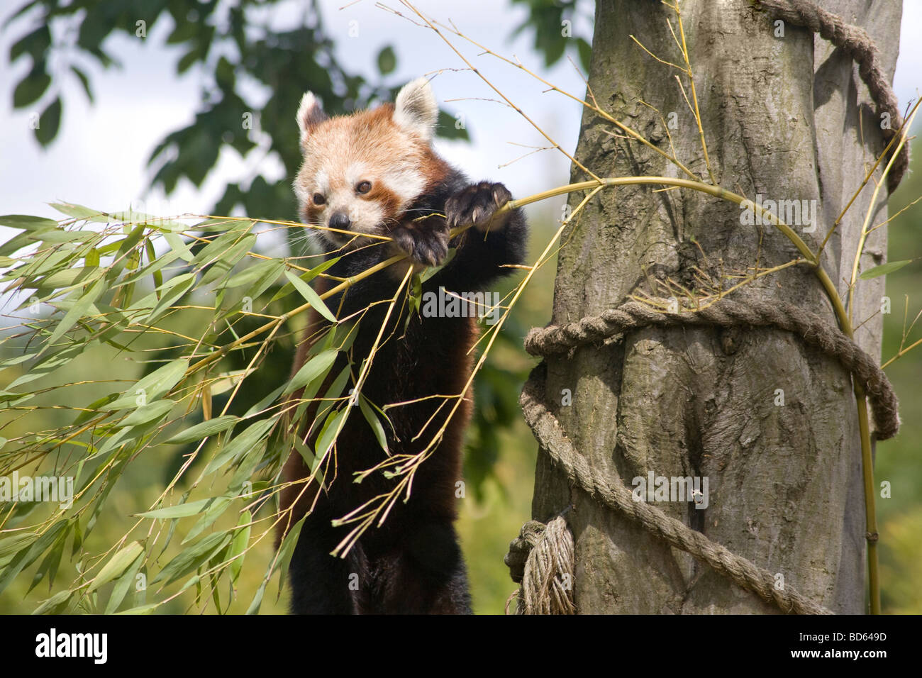 Red Panda (Ailurus fulgens), der Bambus frisst, Paradise Wildlife Park, Großbritannien Stockfoto