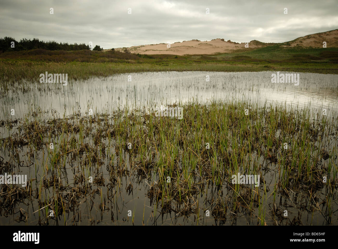 Greenwich Sanddünen, Prince-Edward-Insel Stockfoto