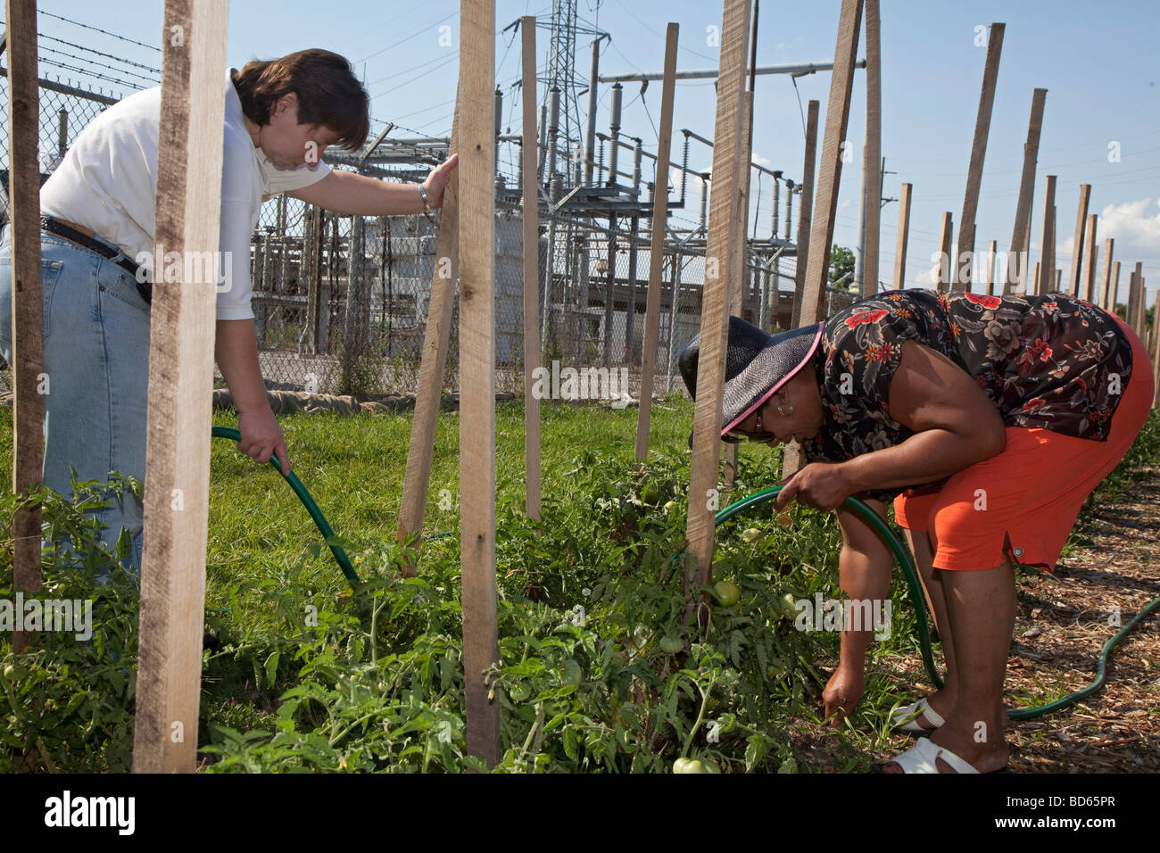 Freiwillige wachsen Gemüse für Food bank Stockfoto