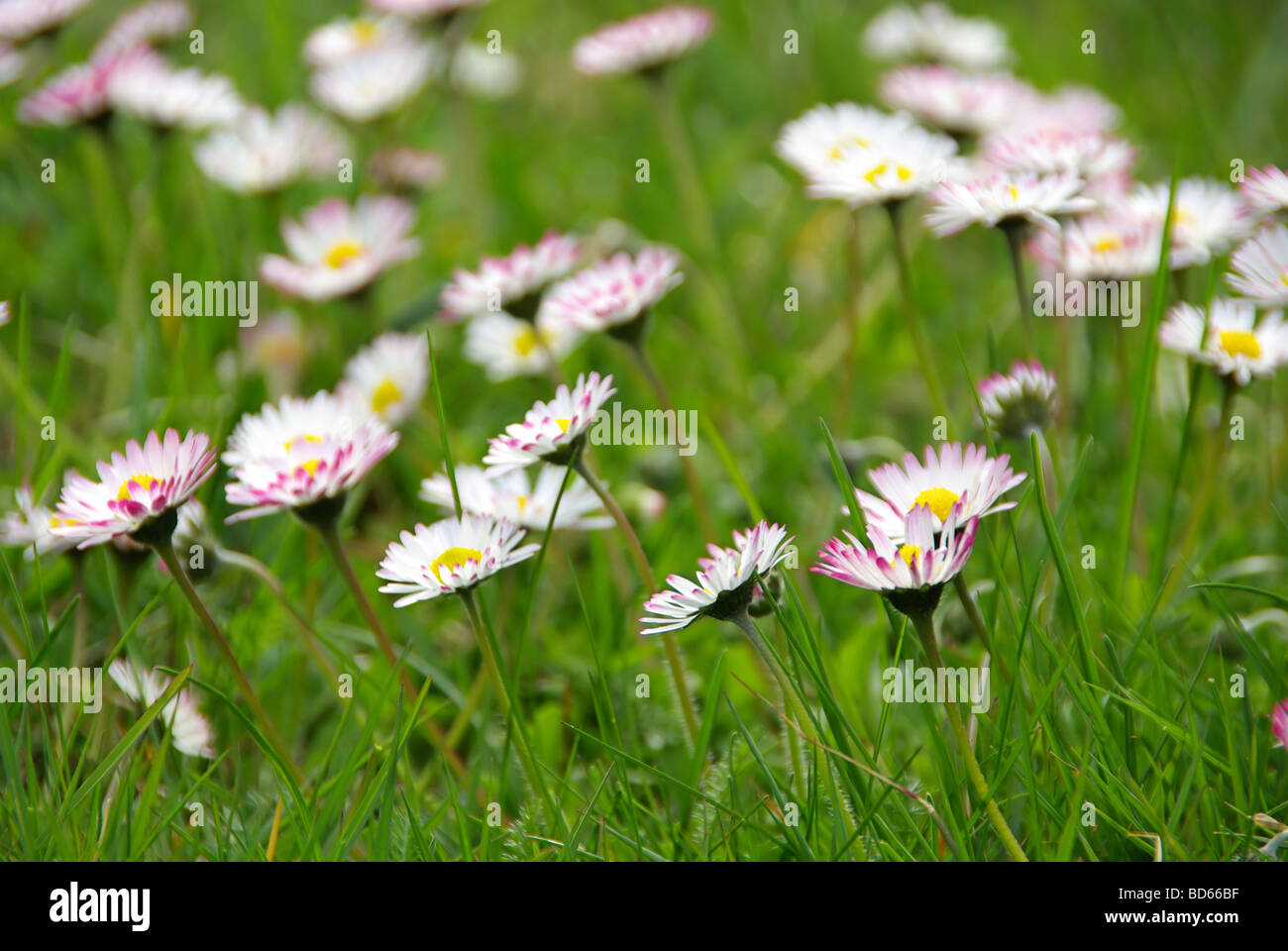 Gänseblümchen Gänseblümchen 04 Stockfoto