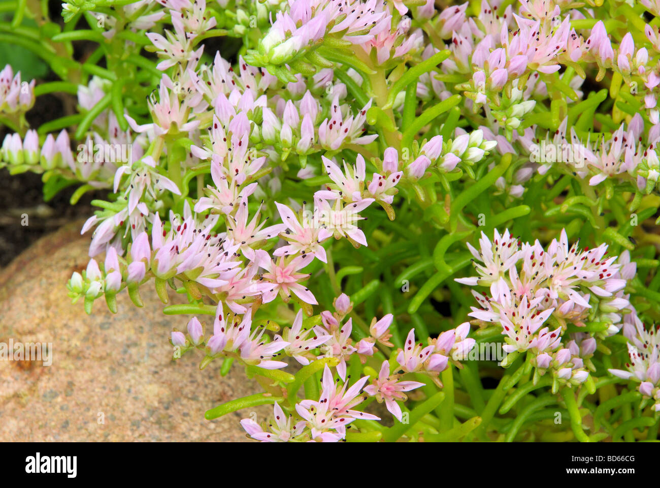 Seestern Blume Seastar Blume 02 Stockfoto