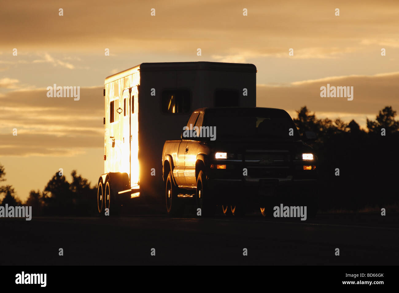 LKW-Transport von Nutztieren Stockfoto