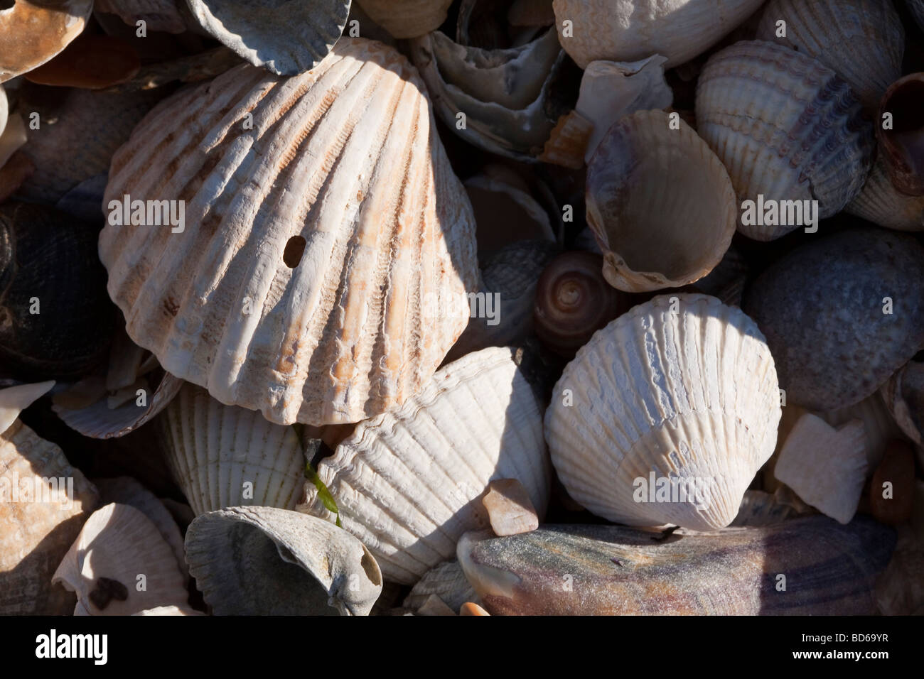 Gemischte Muscheln hautnah. Küste von Essex UK. Stockfoto