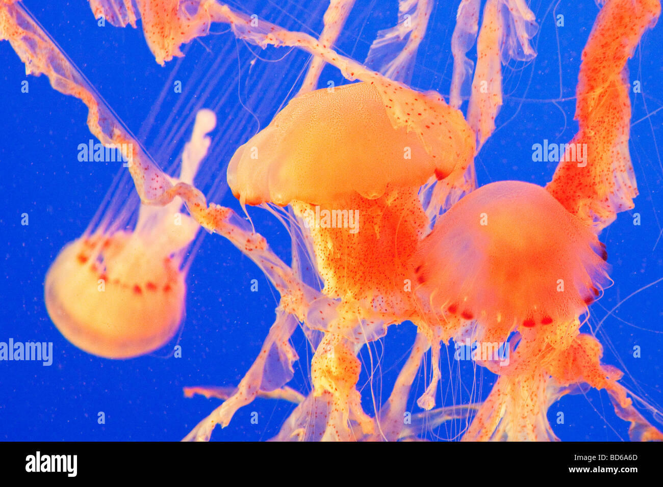 Qualle Stockfoto