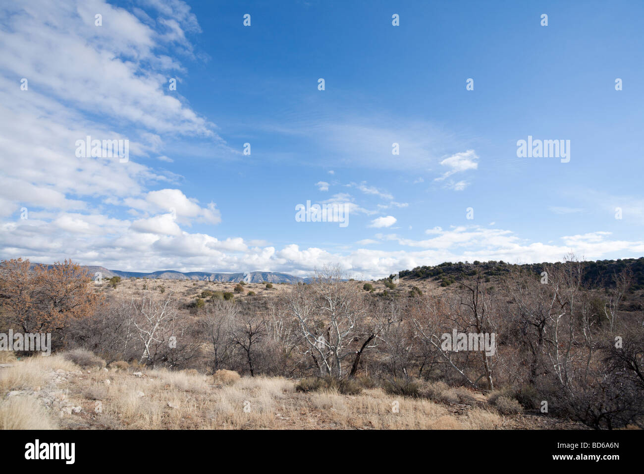 Hohe Wüste von Arizona Stockfoto