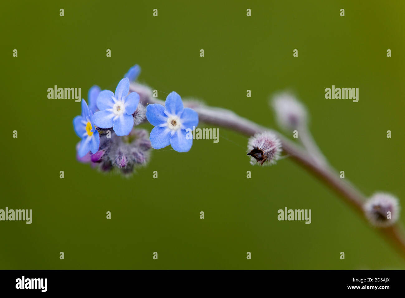 Bereich vergessen mich nicht Myosotis arvensis Stockfoto