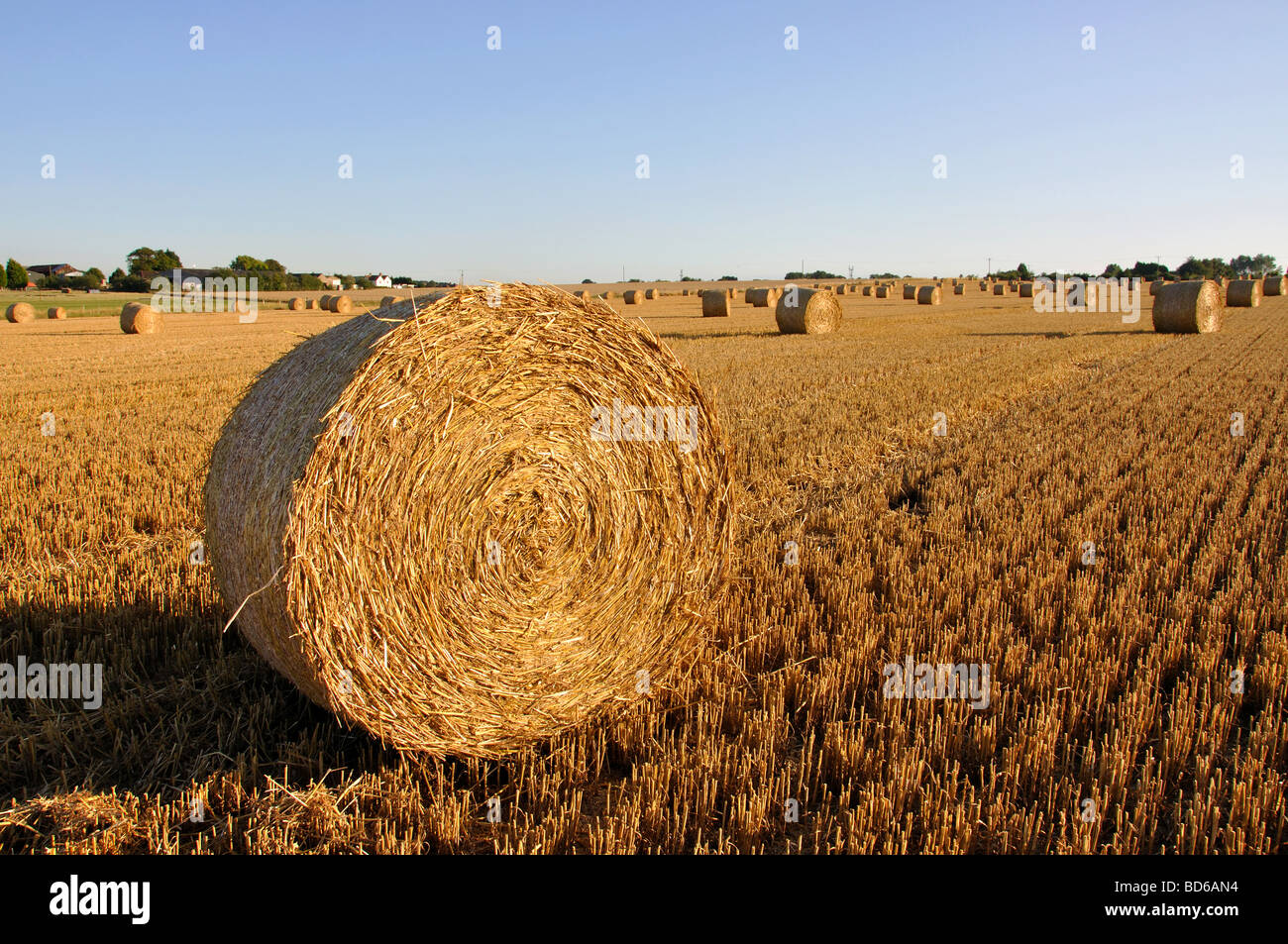 Bereich der frisch hergestellte Runde Heuballen, in der Nähe von Sandwich. Kent, England, Vereinigtes Königreich Stockfoto