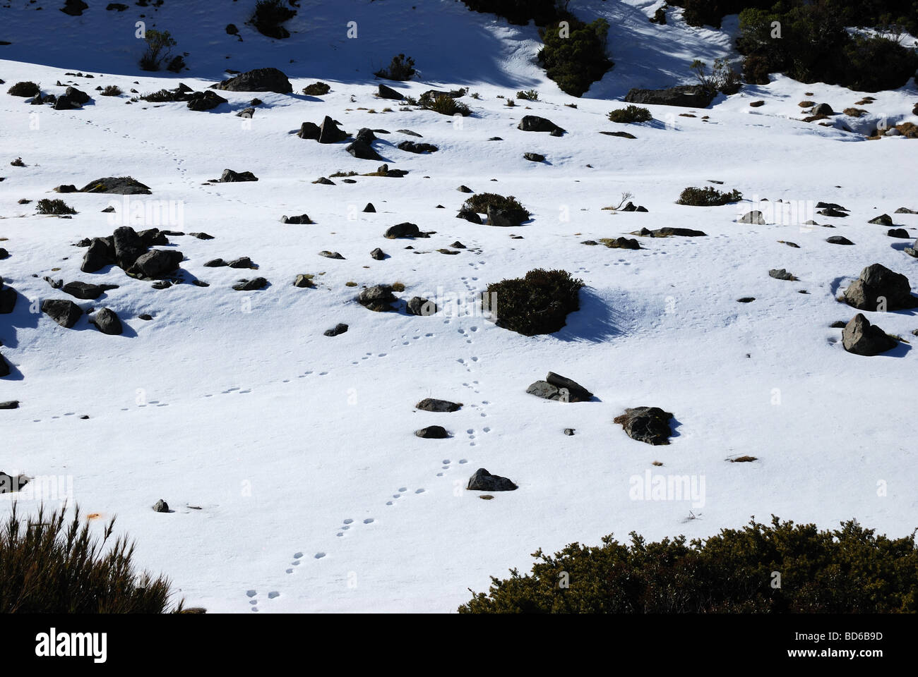 Schnee-Abdeckung-Ebenen mit Wildkaninchen Drucke im Schnee Stockfoto