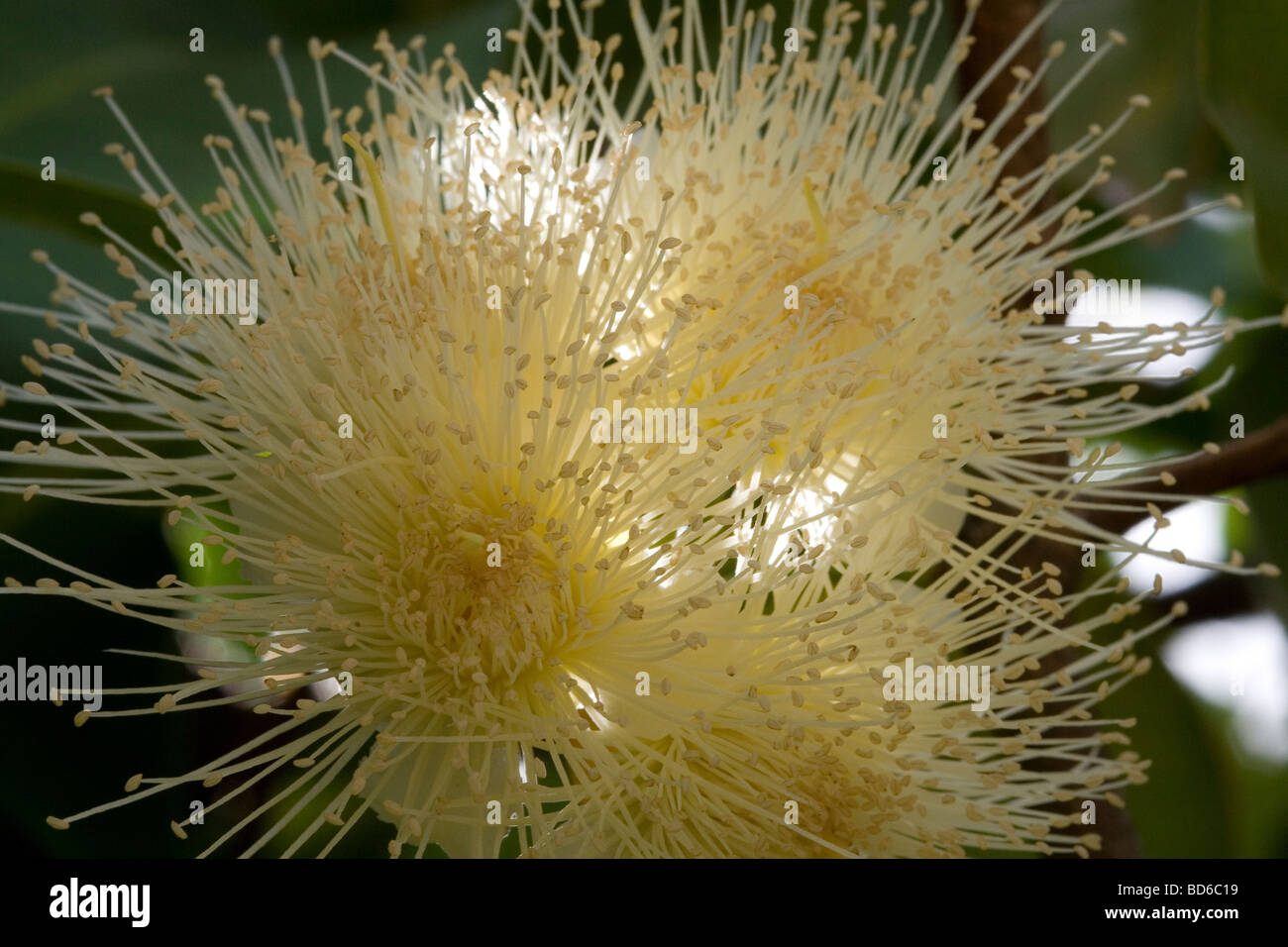 Nahaufnahme der Blüte der Wachs Apfel (Syzygium Samarangense). Stockfoto