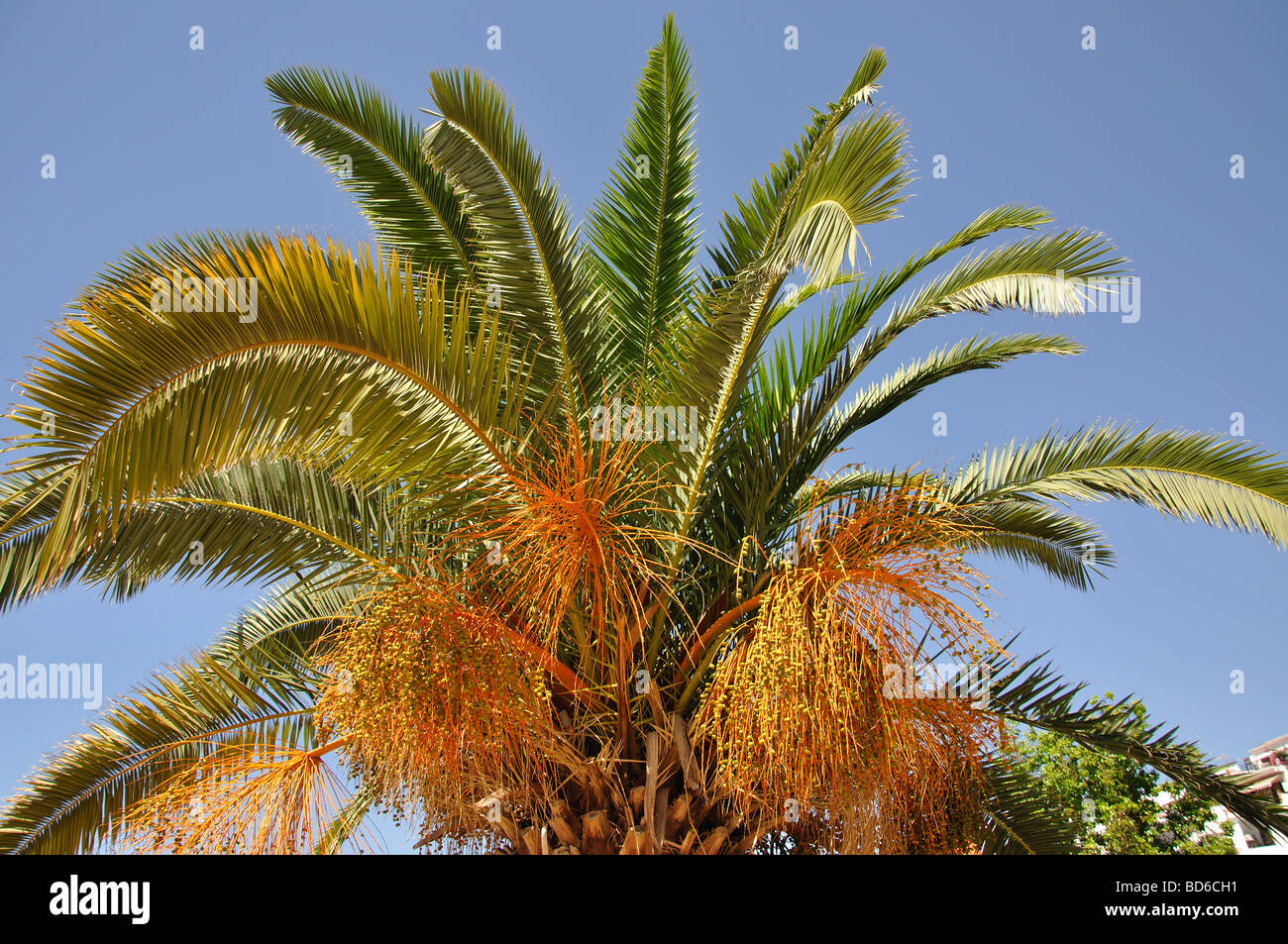 Dattelpalme, Frigiliana, Costa del Sol, Provinz Malaga, Andalusien, Spanien Stockfoto