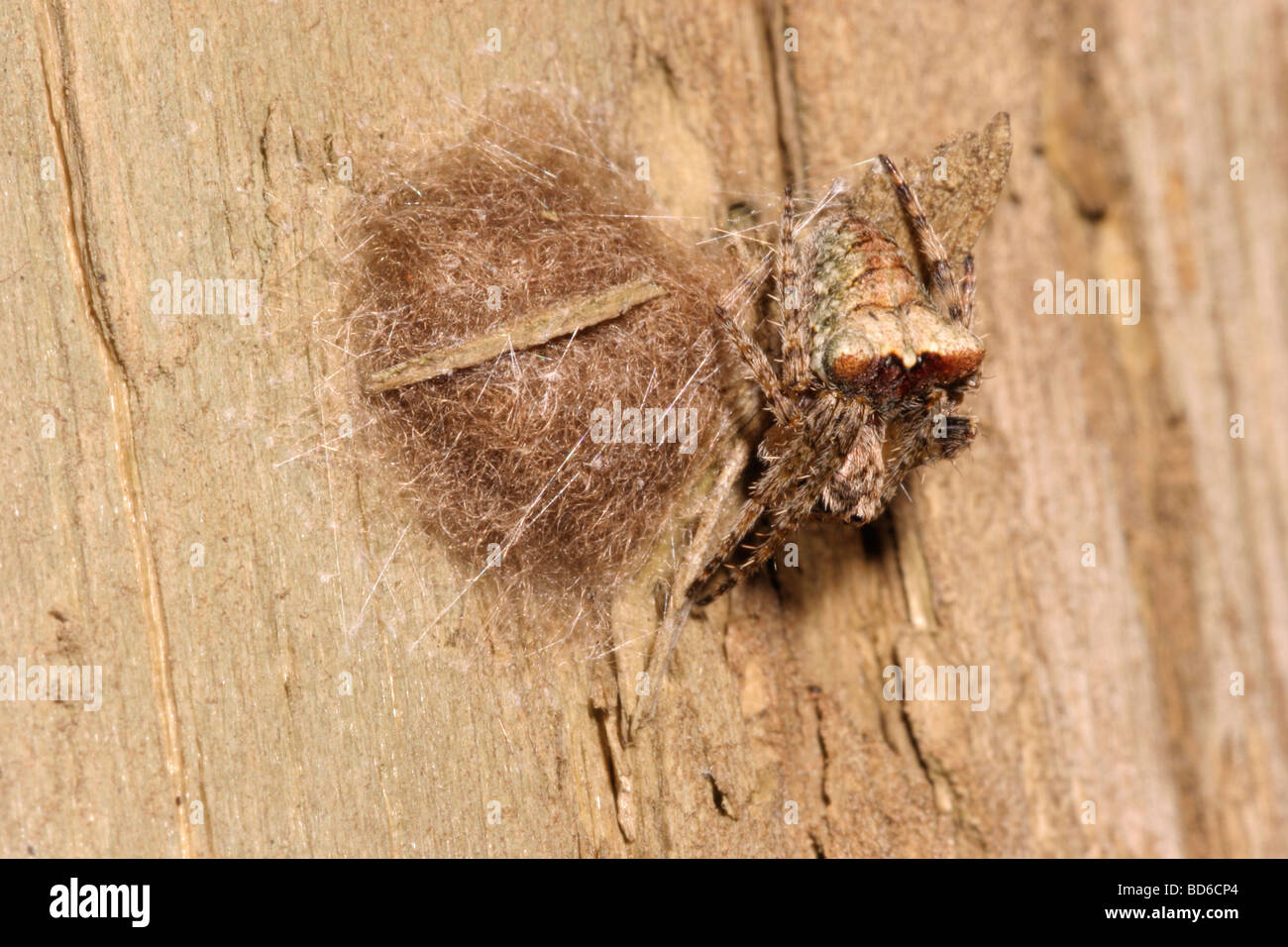 Orb Web Spider Atea Sturmi Araneidae weiblichen Blick perfekt getarnt, wie sie ihr Ei-Masse auf einen abgestorbenen Baum UK bewacht Stockfoto