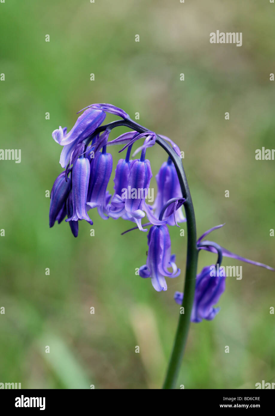 Nahaufnahme von einem gemeinsamen Bluebell Hyacinthoides non-scripta Stockfoto