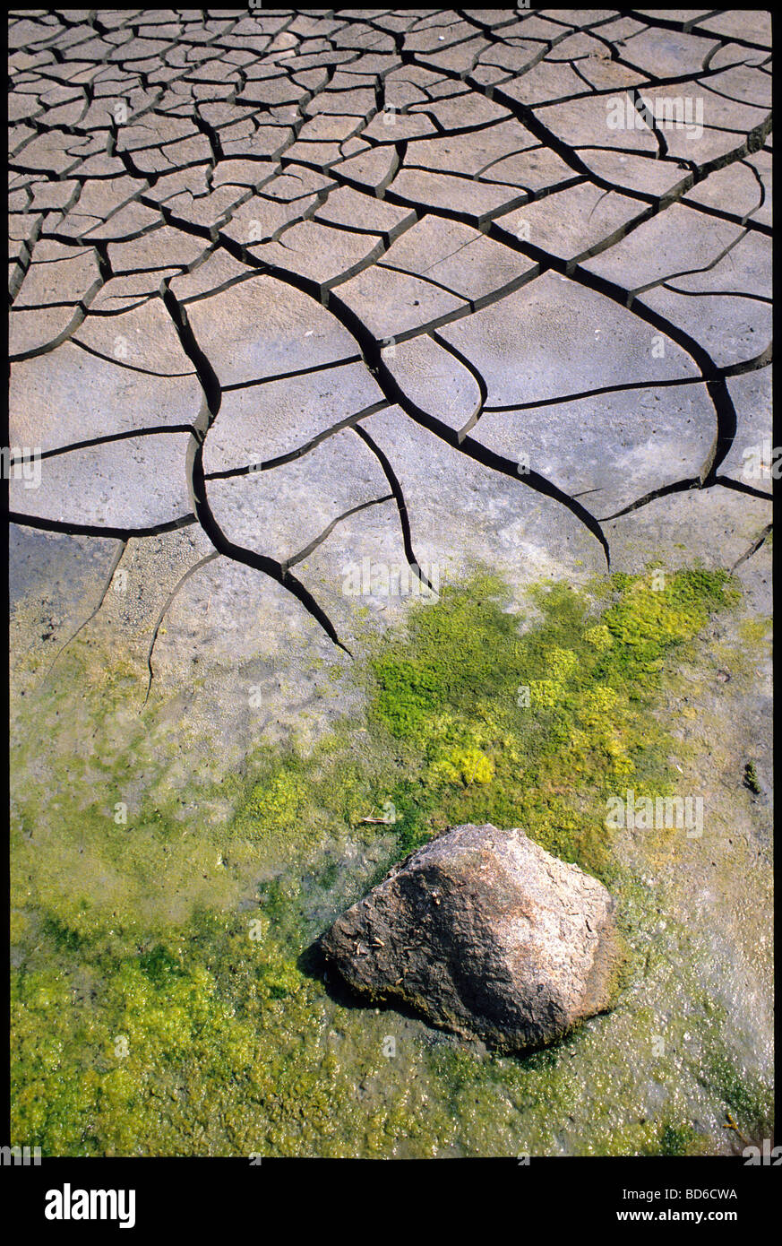 Dürre Stockfoto