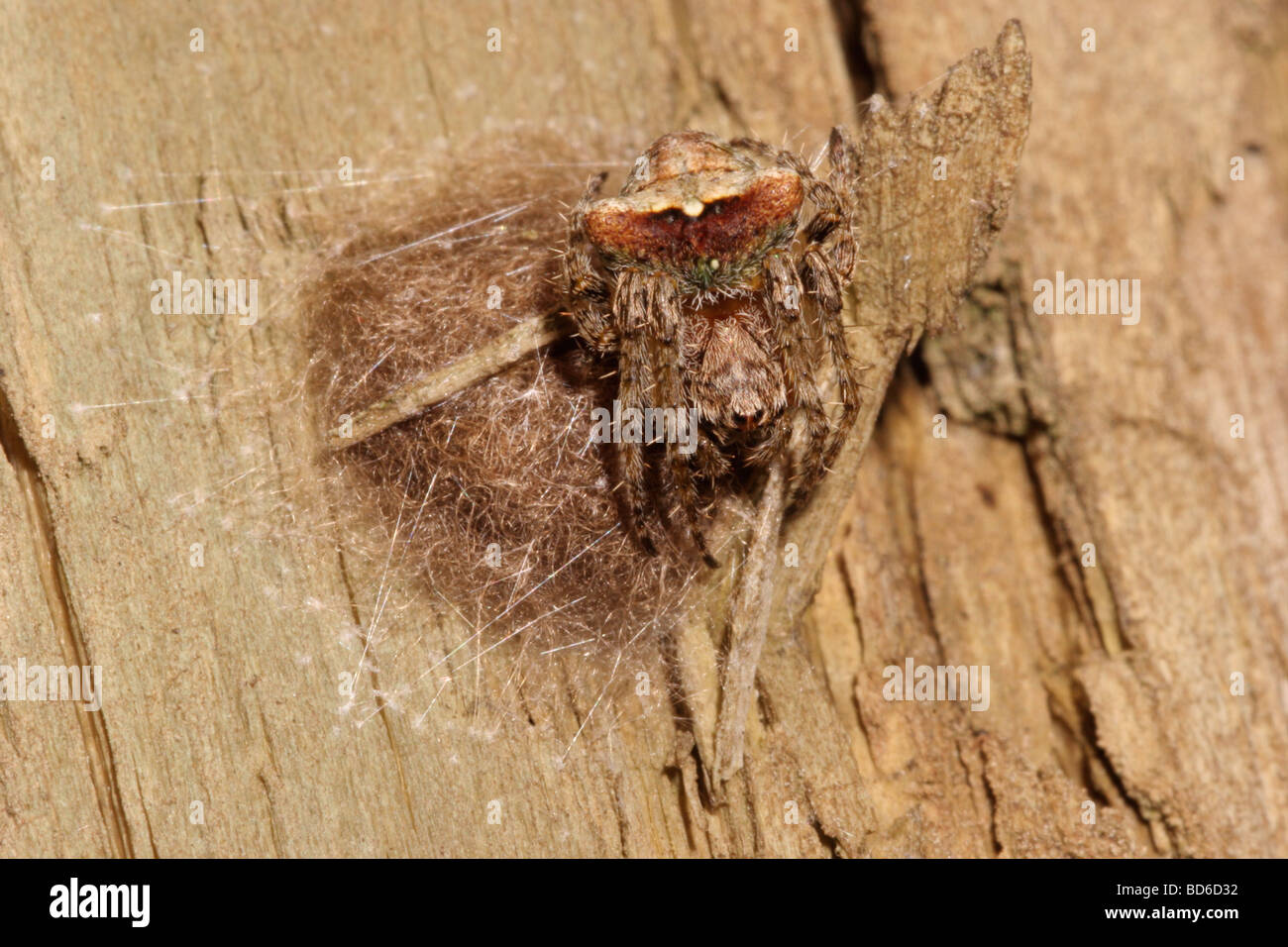 Orb Web Spider Atea Sturmi Araneidae weibliche perfekt getarnt, wie sie ihr Ei-Masse auf einen abgestorbenen Baum UK bewacht Stockfoto