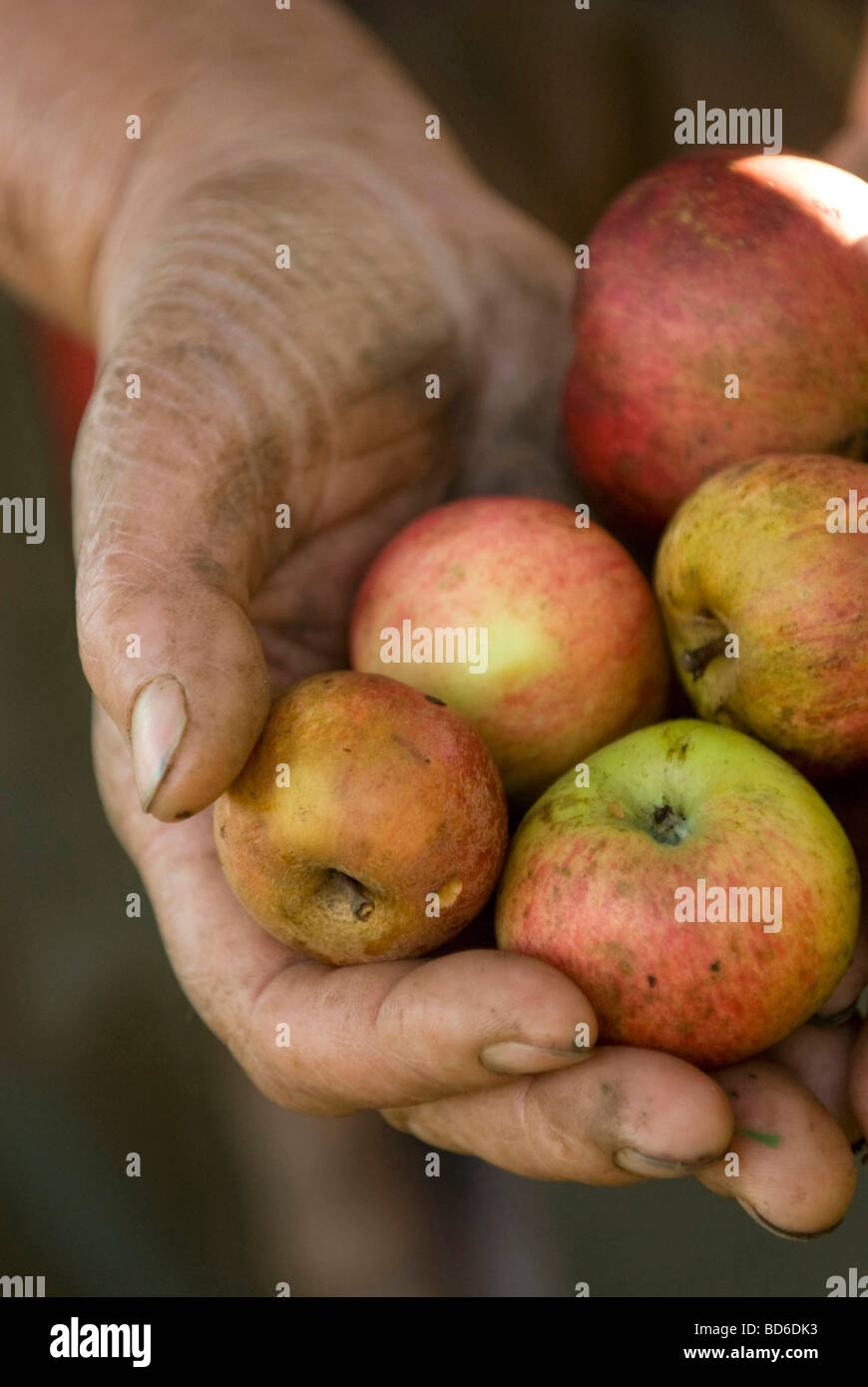 Aufhebung der Mostäpfel Stockfoto