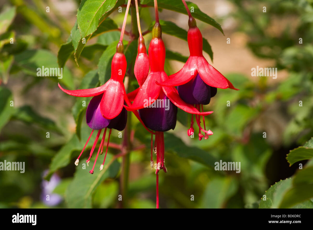 Rot und lila Fuchsia fehlt Stockfoto