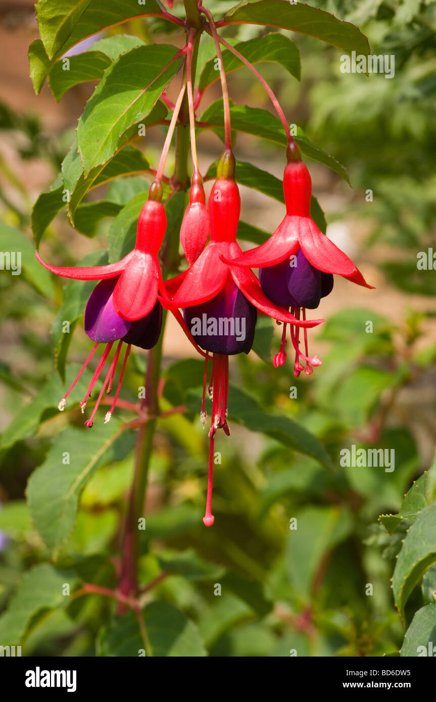 Rot und lila Fuchsia fehlt Stockfoto