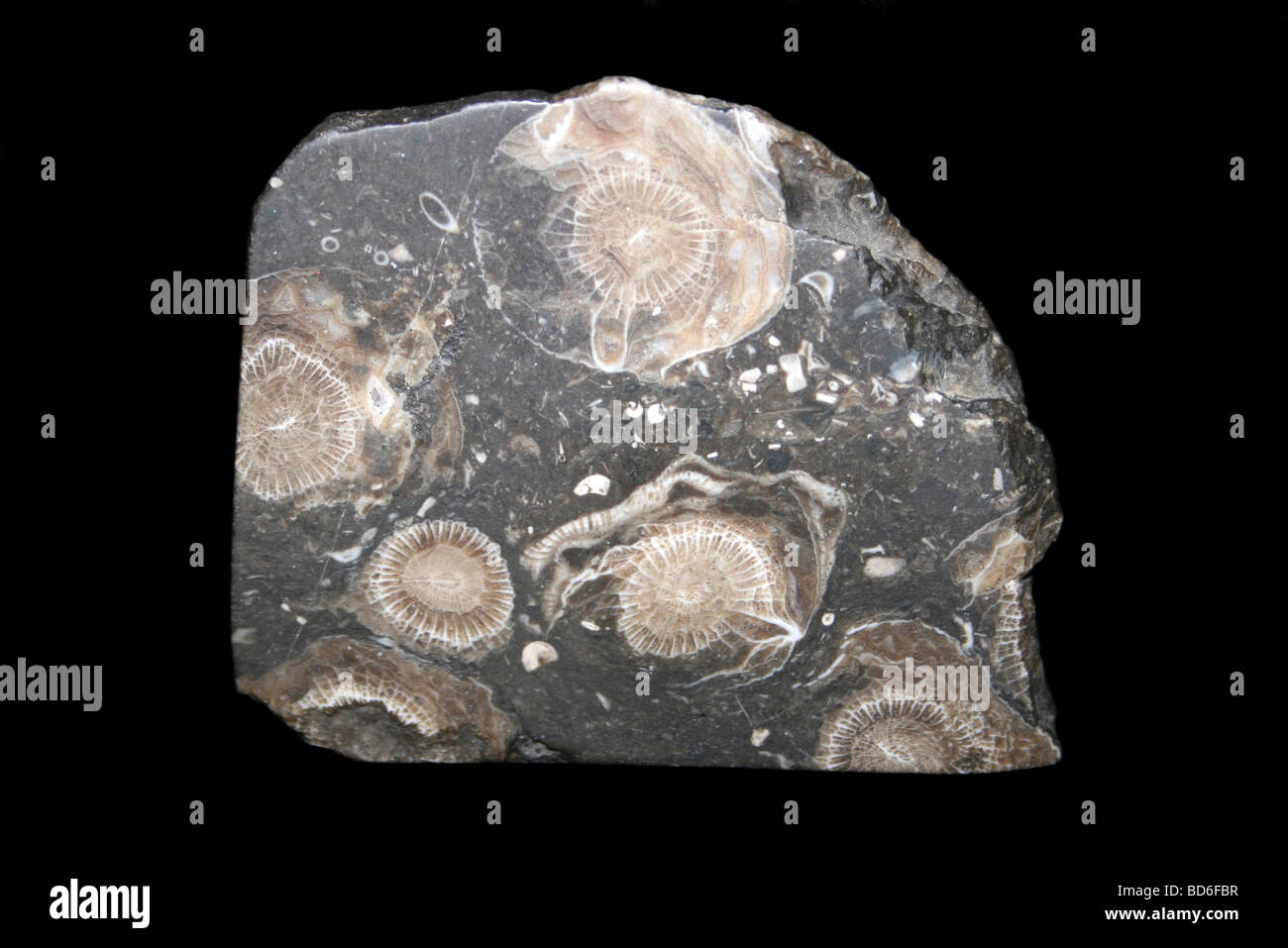 Fossilen koloniale Koralle Lonsdaleia Stockfoto